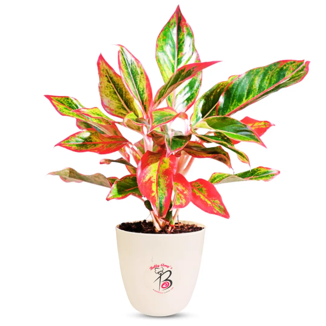 Red Plant