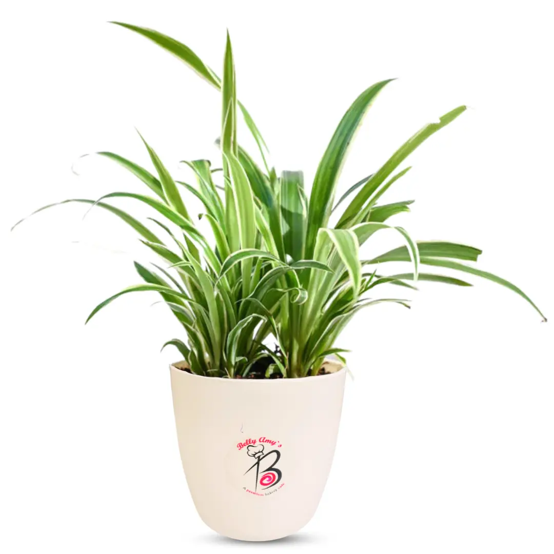 Chlorophytum Snake Plant