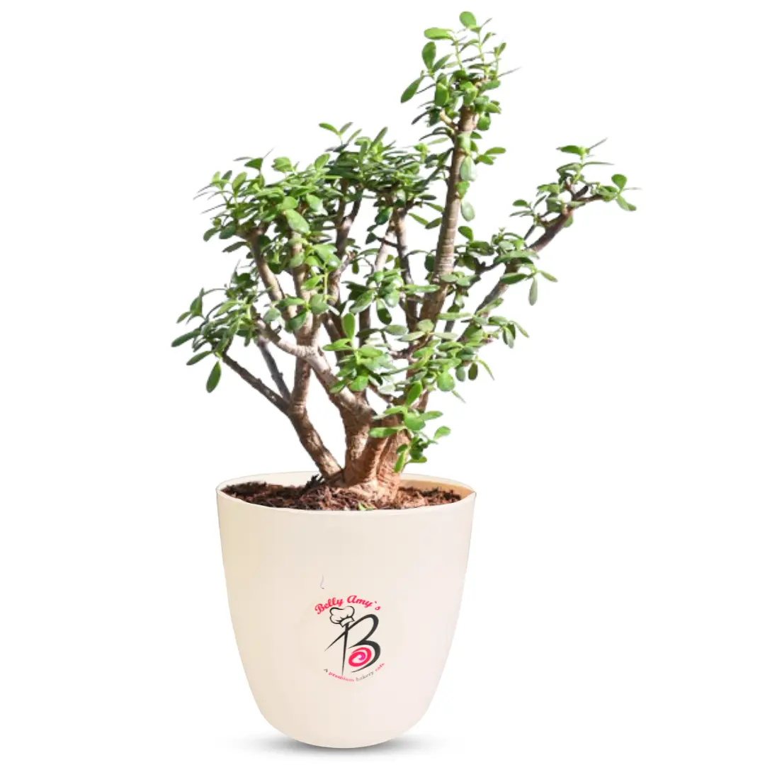 Mini Jade Plant