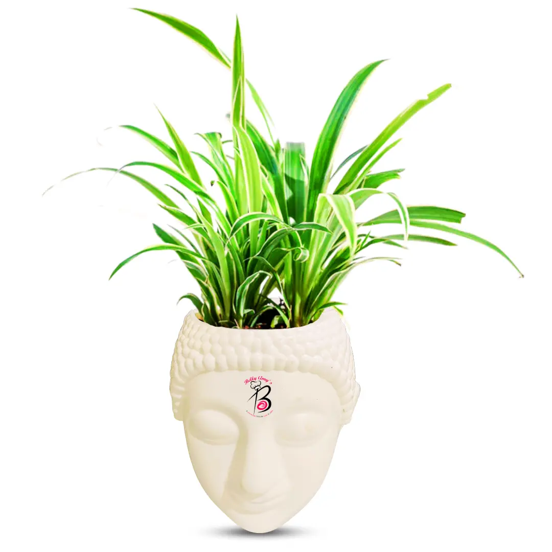 Chlorophytum Snake Plant with Buddha Pot