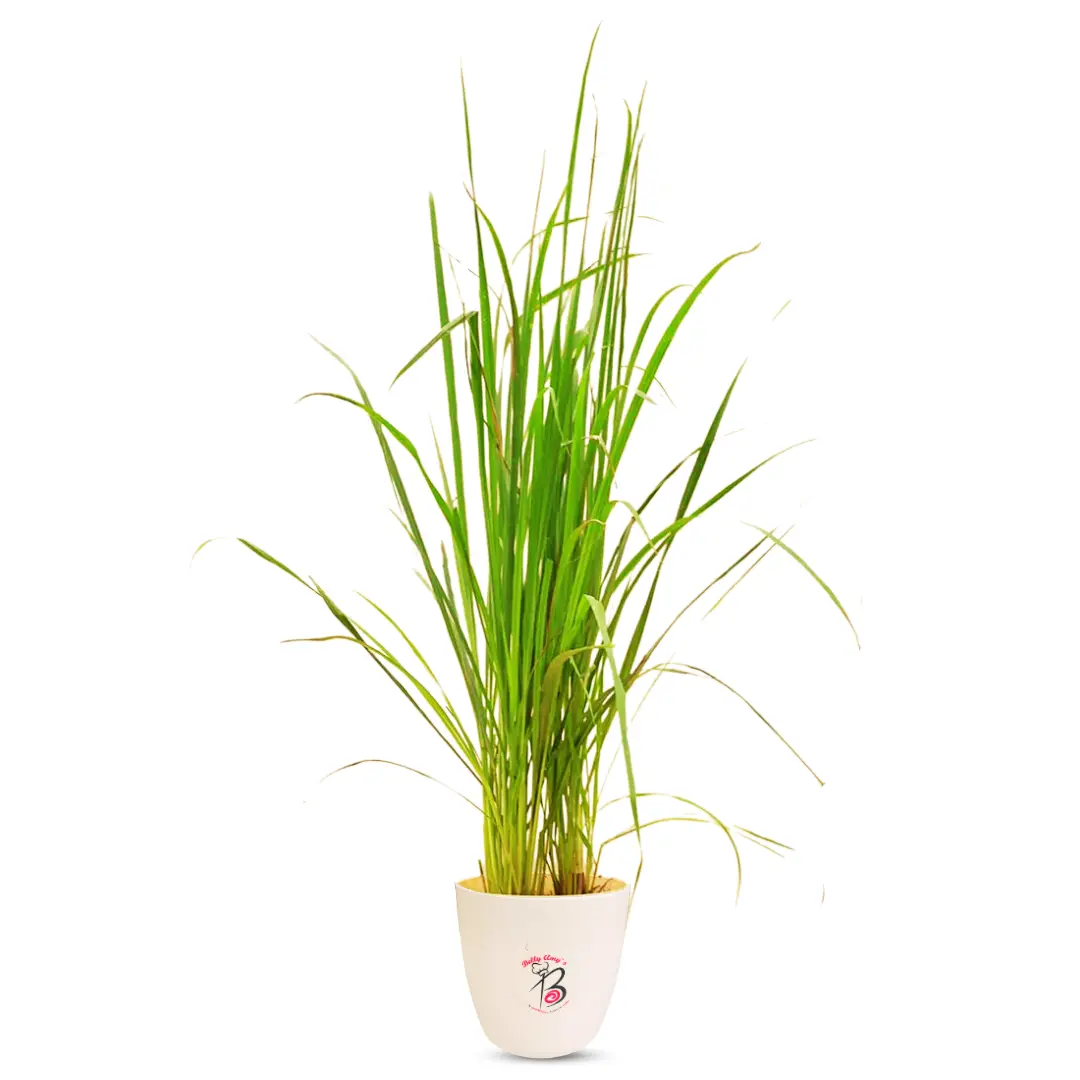 Lemon Grass Plant