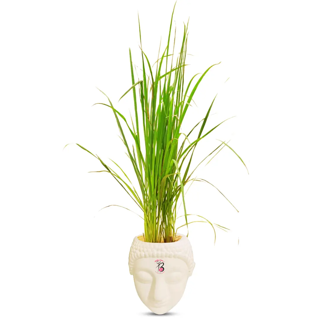 Lemon Grass Plant with Buddha Pot