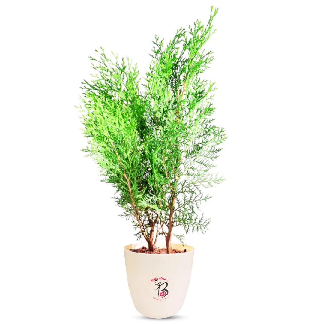 Thuja Plant
