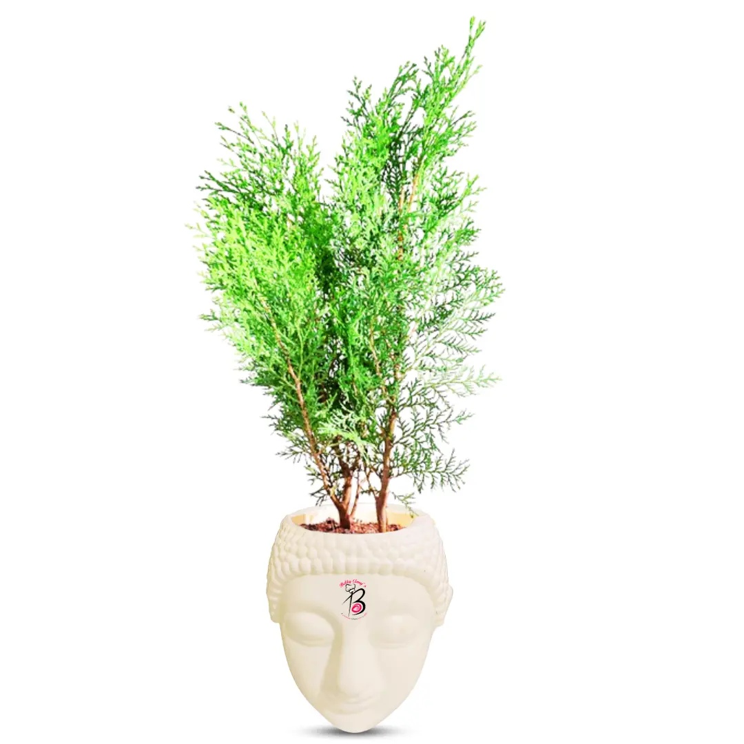 Thuja Plant with Buddha Pot