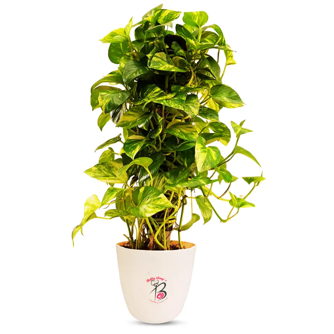 Money Plant