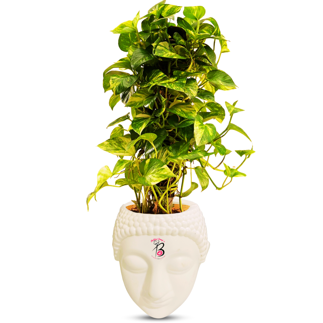 Money Plant with Buddha Pot