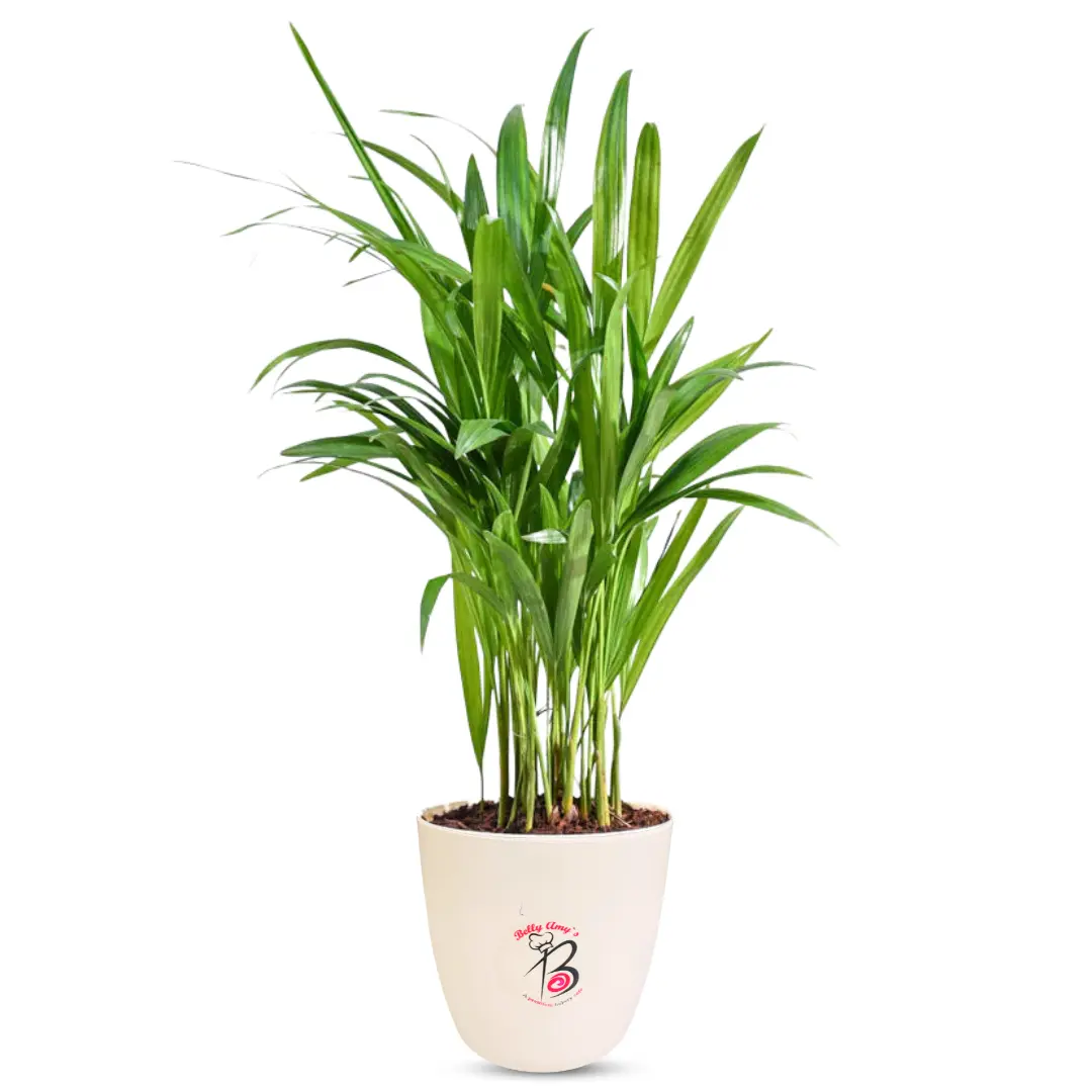 Areca Palm Plant