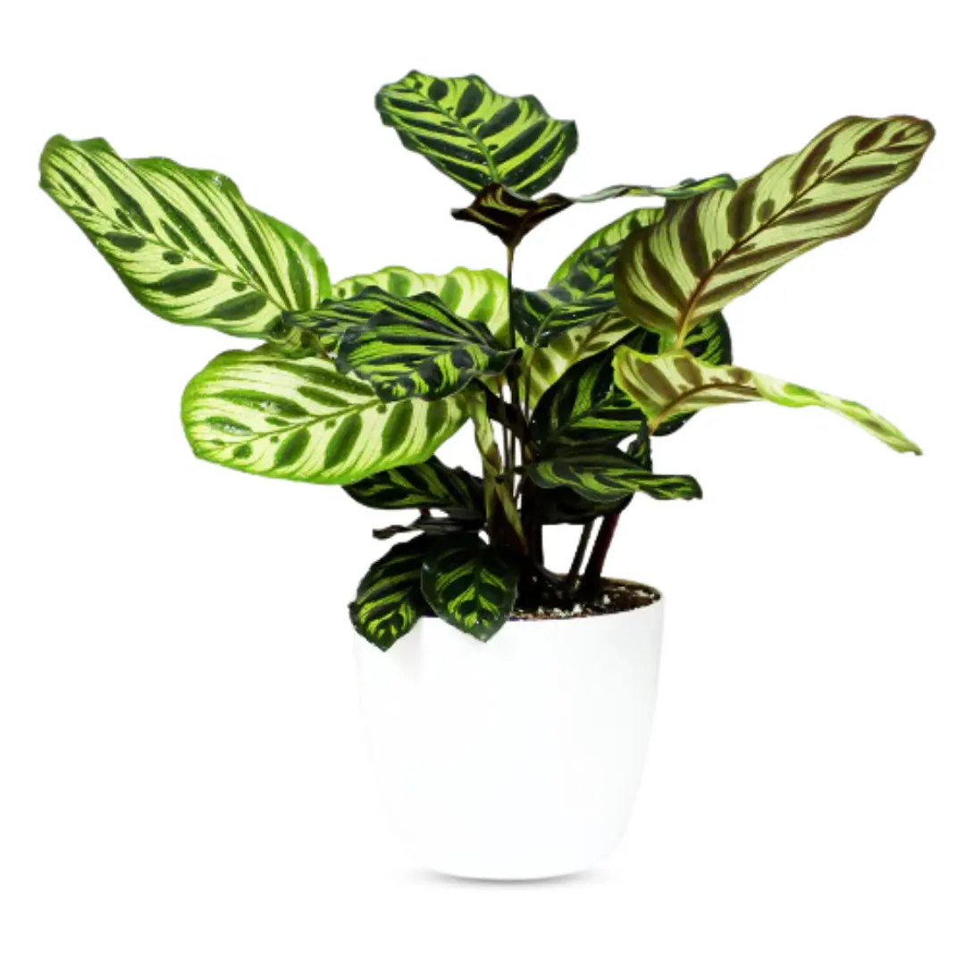 Artificial Peacock Plant
