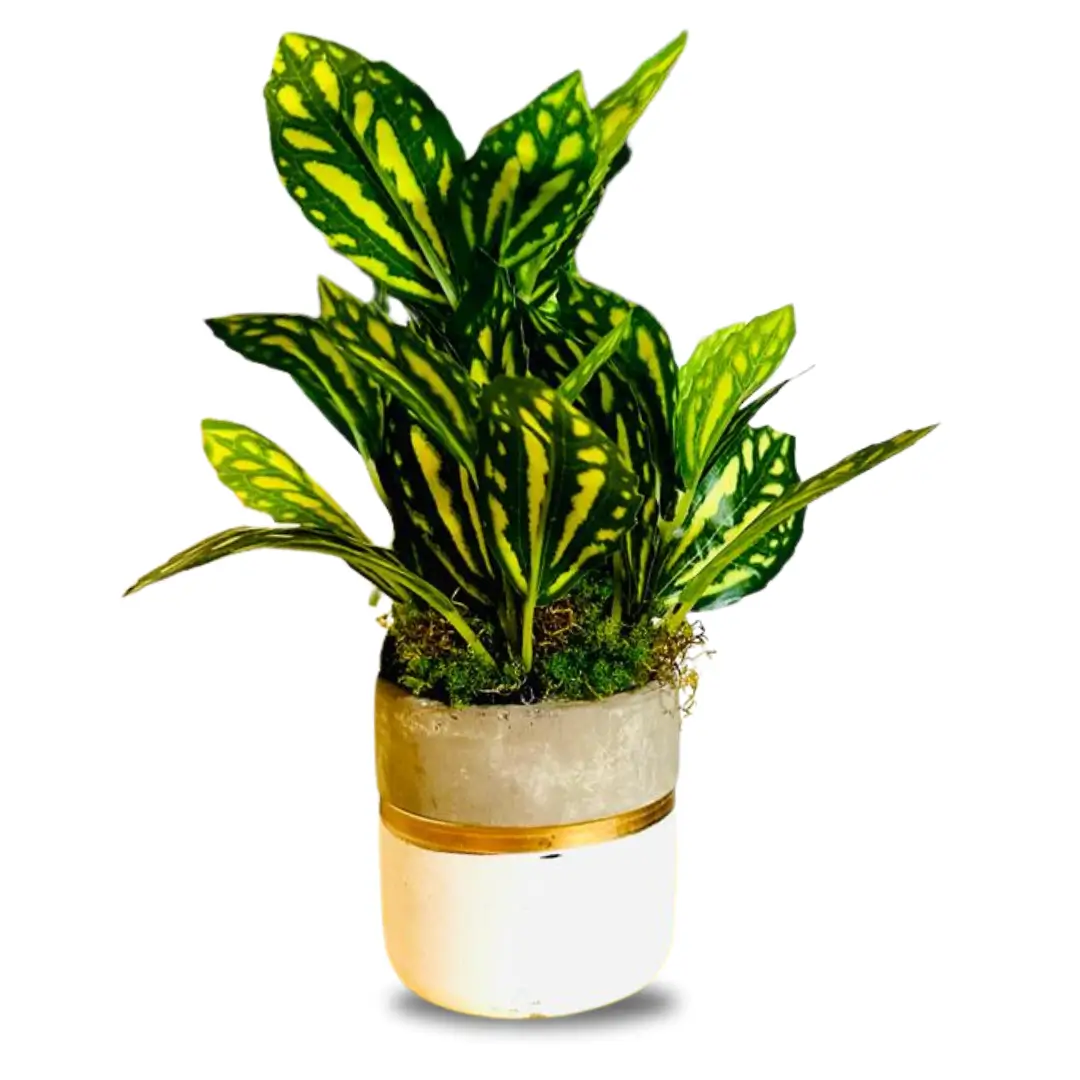 Pilea Cardelia