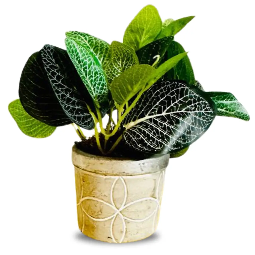 Nerve Plant