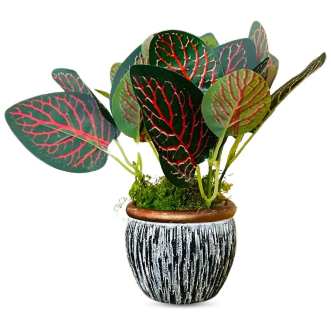 Garden Croton