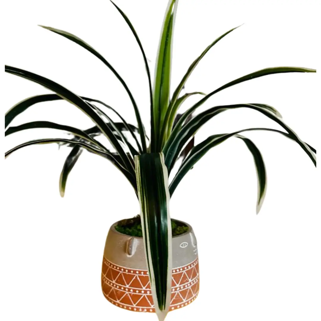 Spider Plant